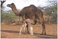 glace au lait de chamelle