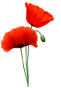 sorbet au coquelicot